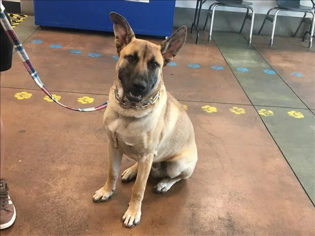 A young medium-sized male German Shepherd Dog dog named Rocko for adoption in Van Nuys, CA