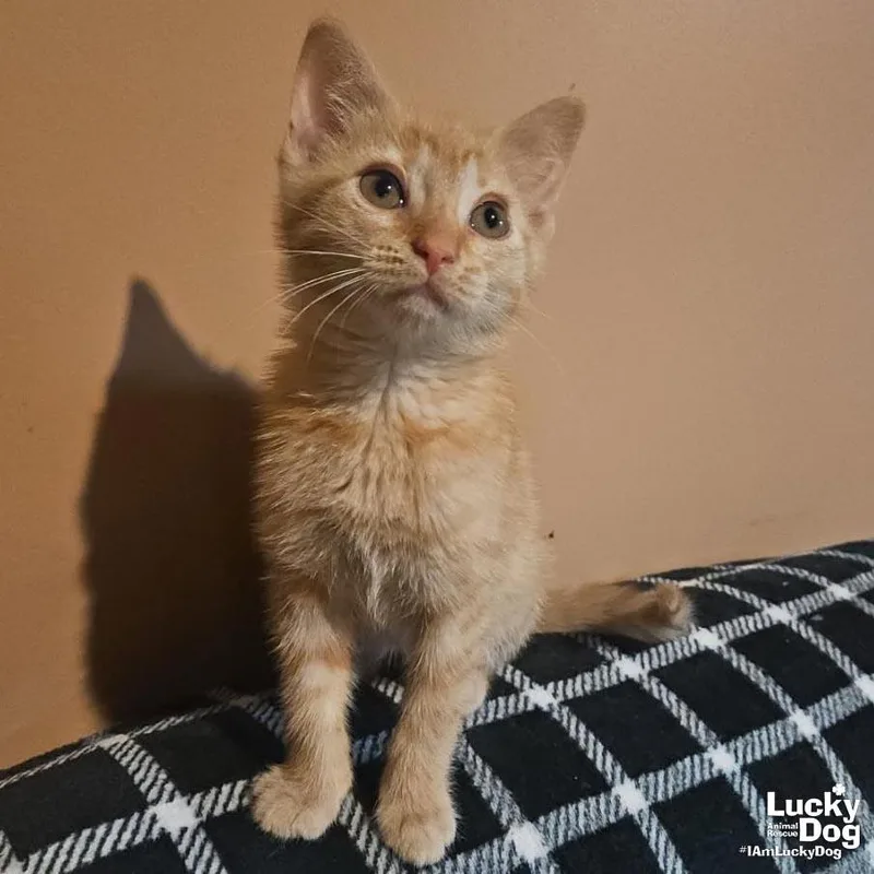 A baby medium-sized male Orange / Red Domestic Short Hair cat named Scott for adoption in Washington, DC