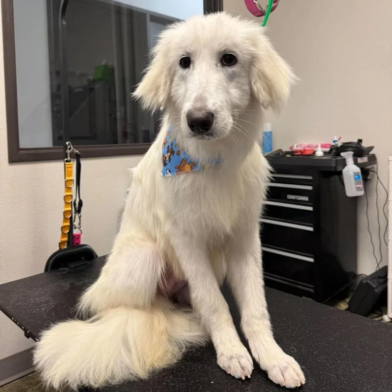 A young large-sized male White / Cream Great Pyrenees dog named Flynn for adoption in Nampa, ID