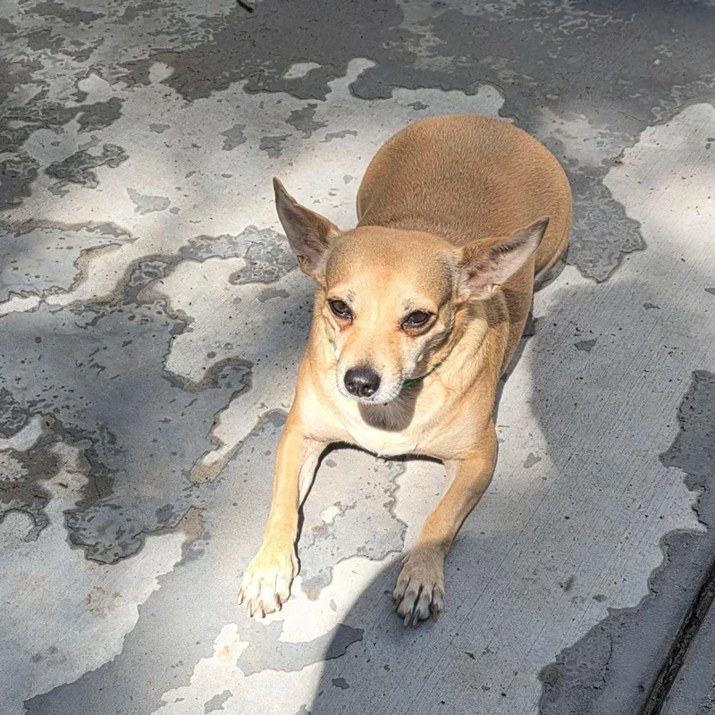 Marmalade
