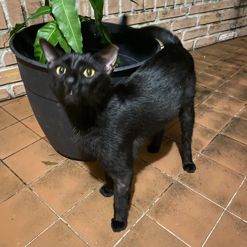 A senior medium-sized female Black Domestic Short Hair cat named Lovey for adoption in West Palm Beach, FL