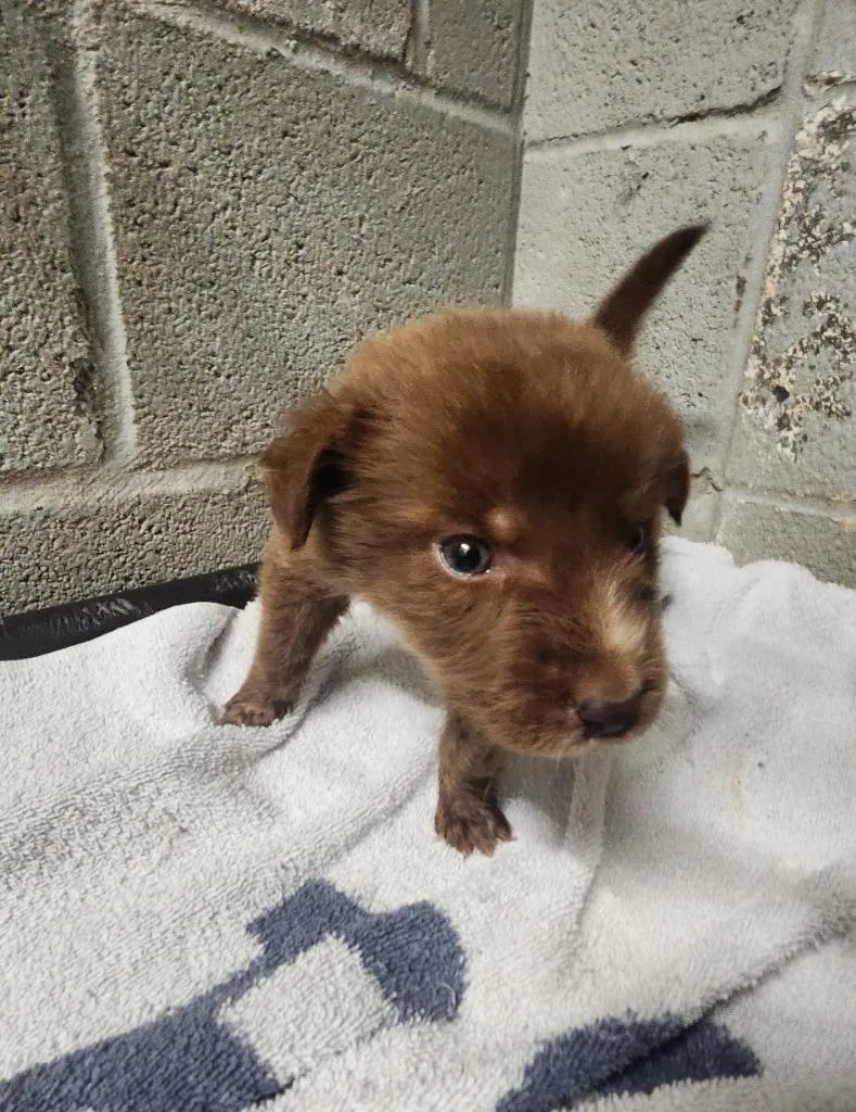 A baby medium-sized male Shepherd dog named Cirrus for adoption in Athens, AL