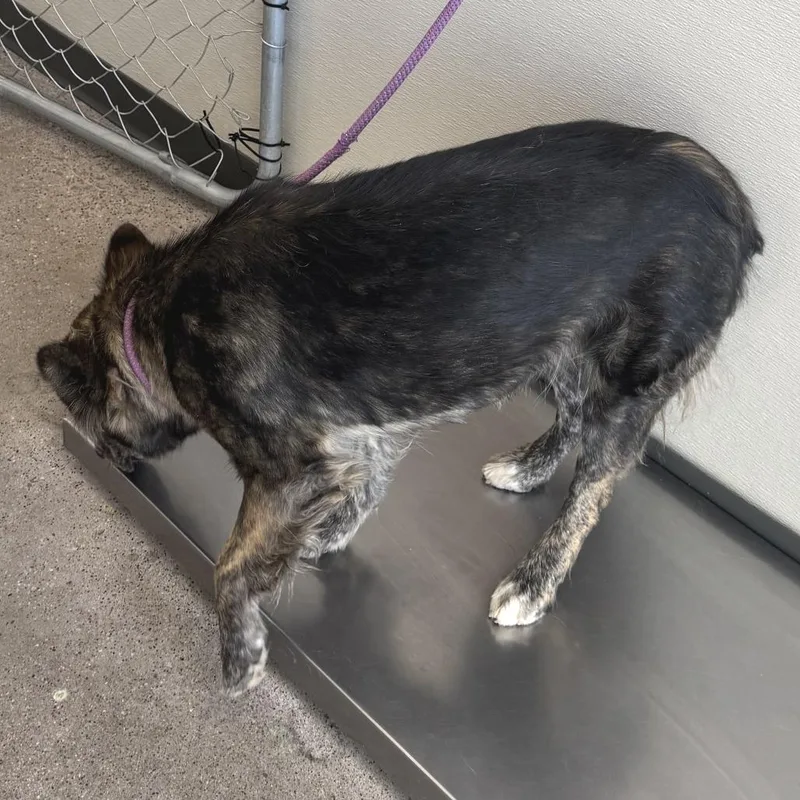 An adult medium-sized female Black Mixed Breed dog named Nikki for adoption in Las Cruces, NM