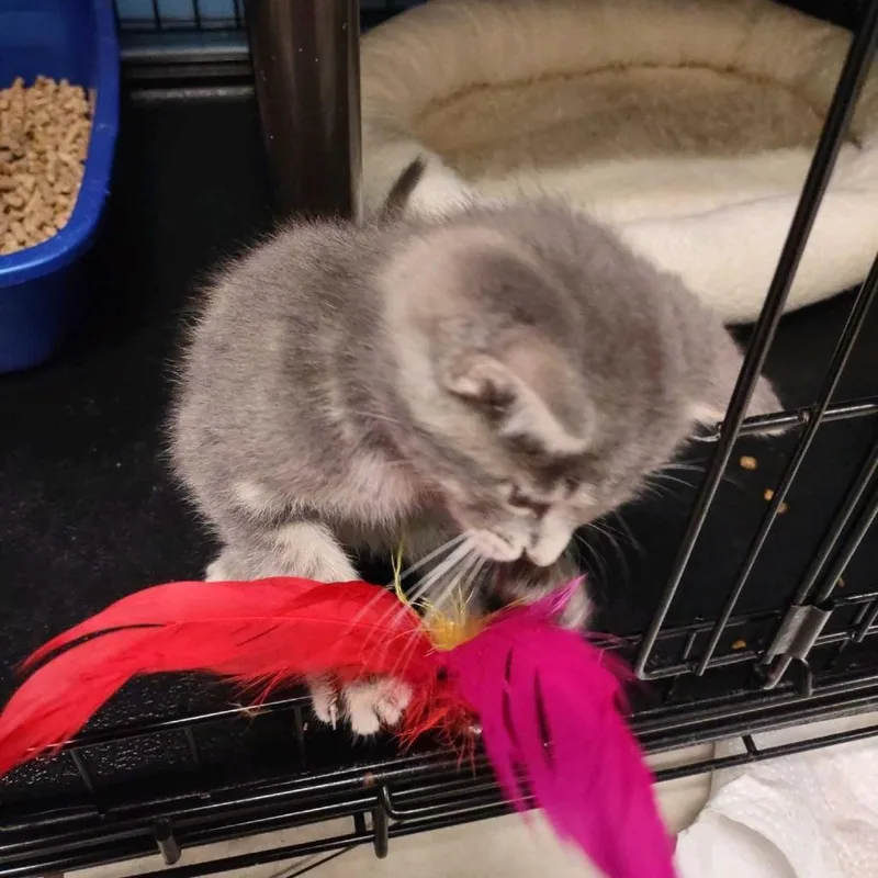 A baby small-sized male Gray / Blue / Silver Domestic Short Hair cat named Leroy for adoption in Falls Church, VA