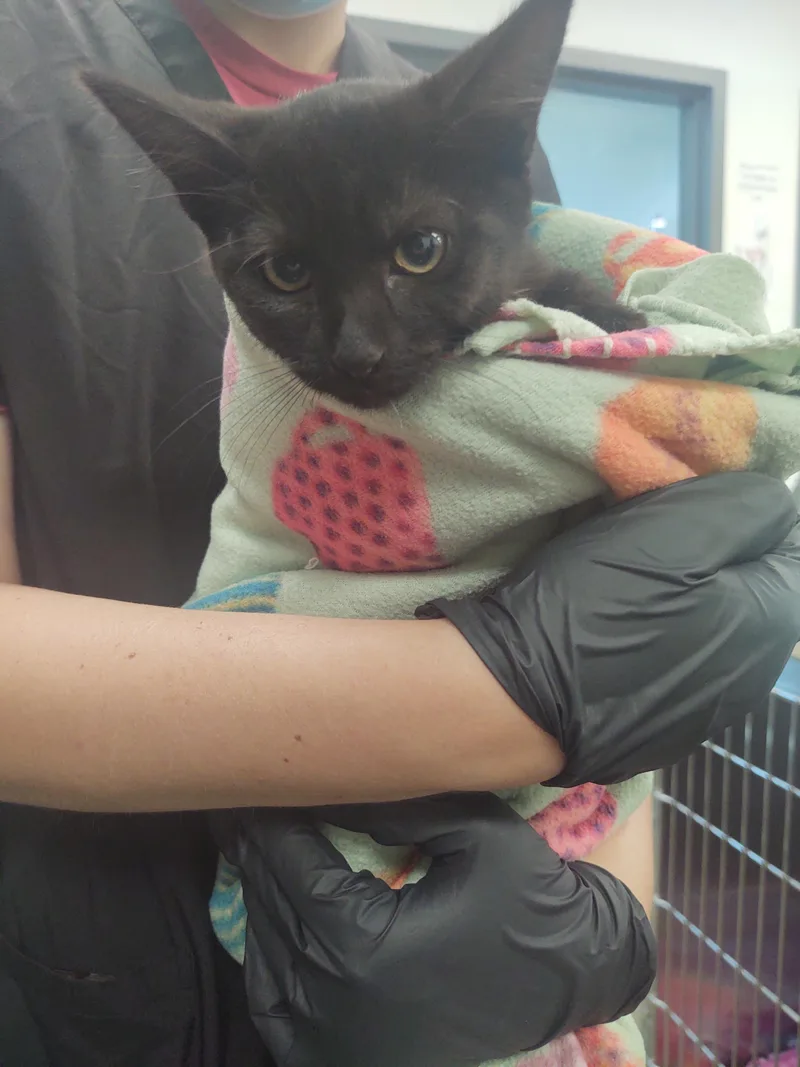 A baby small-sized female Domestic Short Hair cat named Selma for adoption in Chico, CA