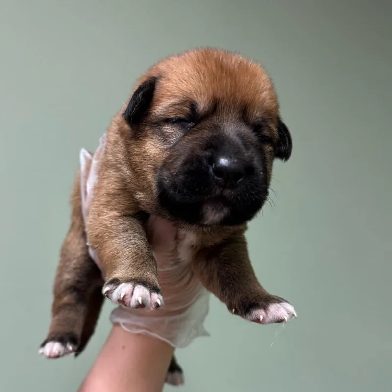 A baby medium-sized male Shepherd dog named Logan for adoption in Springboro, OH