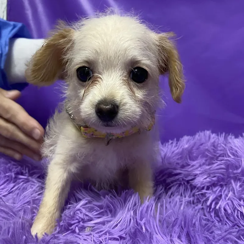 A baby small-sized female Yellow / Tan / Blond / Fawn Miniature Poodle dog named Haddock for adoption in North Myrtle Beach, SC