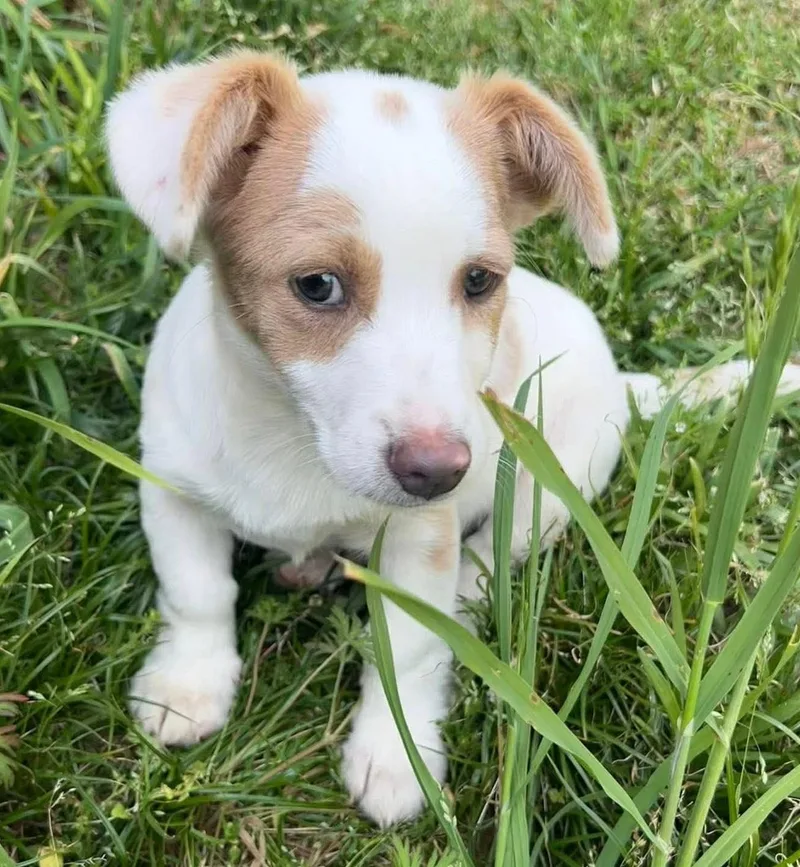 A baby small-sized male Brown / Chocolate Dachshund dog named Waddles for adoption in Calera, AL