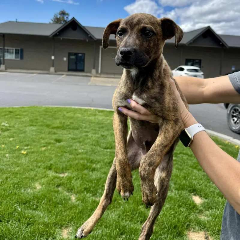 A baby medium-sized male Brindle Mixed Breed dog named Kain for adoption in Bend, OR