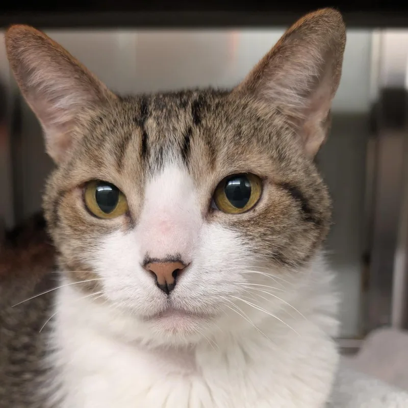 A senior medium-sized male Gray / Blue / Silver Domestic Short Hair cat named Petey for adoption in Palm Springs, CA