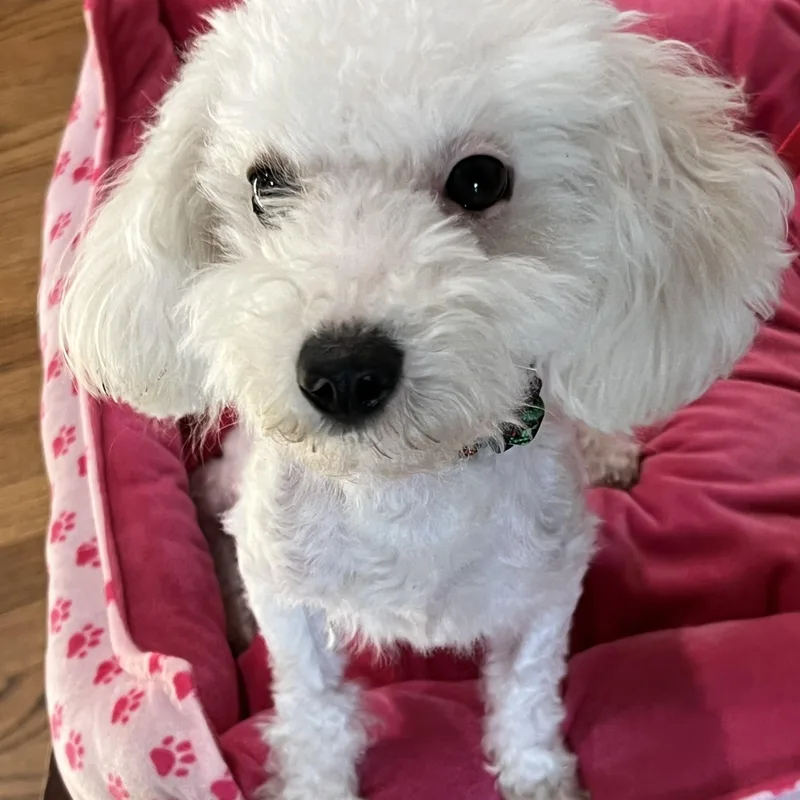 An adult small-sized female Poodle (Toy) dog named Theodora for adoption in Bellaire, TX