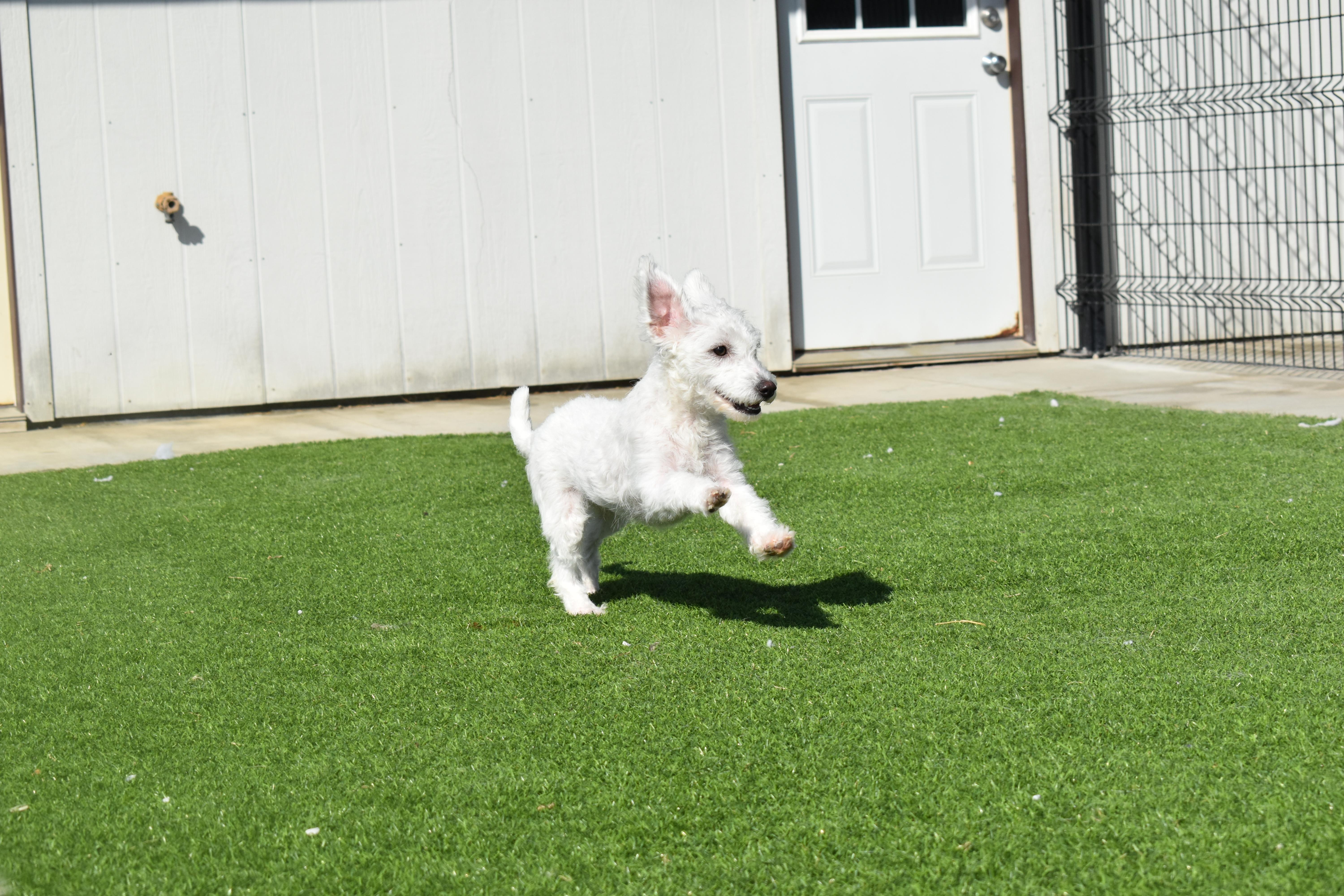 A young small-sized female Miniature Poodle dog named Platinum for adoption in Auburn, NE