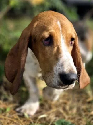 A young medium-sized male Basset Hound dog named Billy for adoption in Mays Landing, NJ