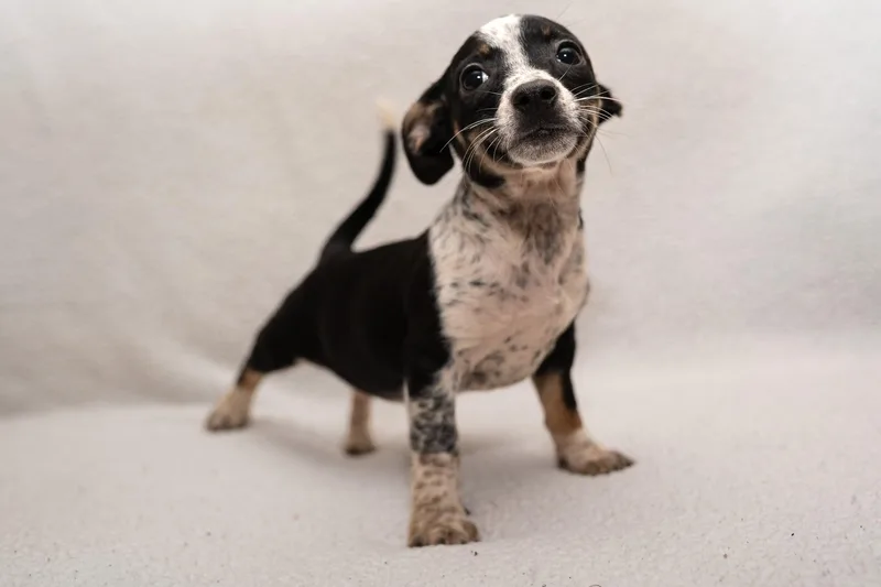 A baby small-sized female Dachshund dog named Penny. for adoption in Mobile, AL