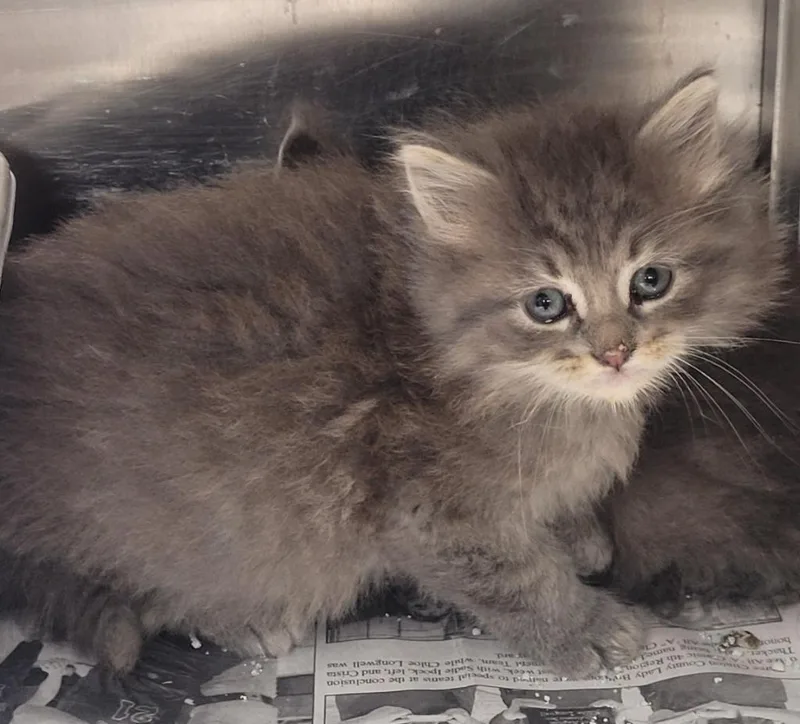 A baby small-sized female Domestic Medium Hair cat named Royalty for adoption in Hopkinsville, KY