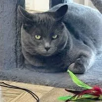 Chatfield thumbnail 2