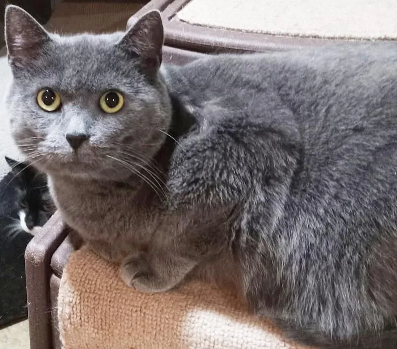 Chatfield thumbnail 3