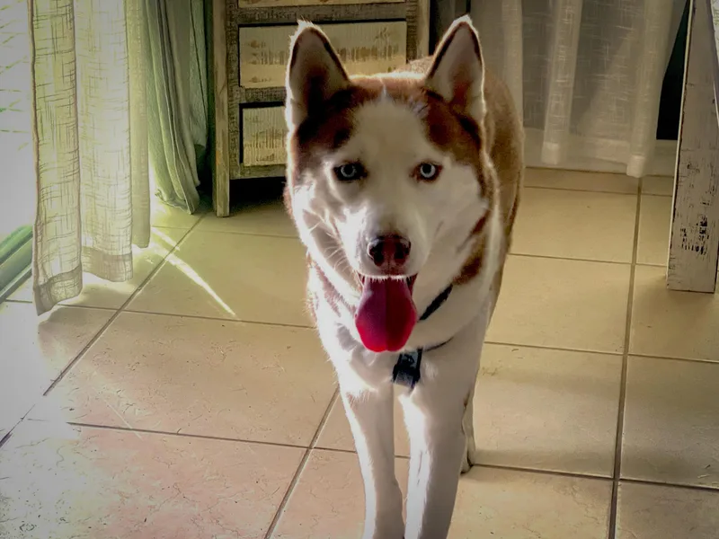 An adult large-sized male Red / Chestnut / Orange Siberian Husky dog named Leo for adoption in Kissimmee, FL