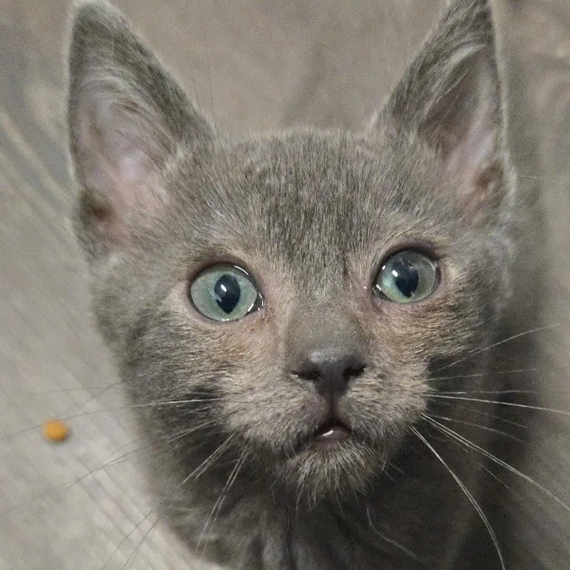 A baby small-sized male Domestic Short Hair cat named Febreze for adoption in Allyn, WA