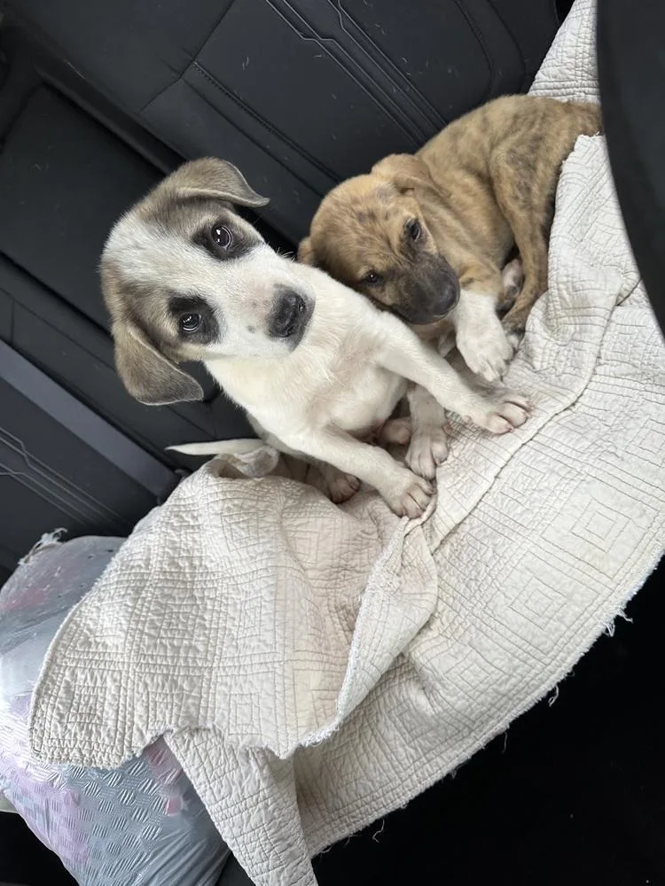 A baby large-sized male Brindle Anatolian Shepherd dog named Mercer for adoption in Shawnee, OK