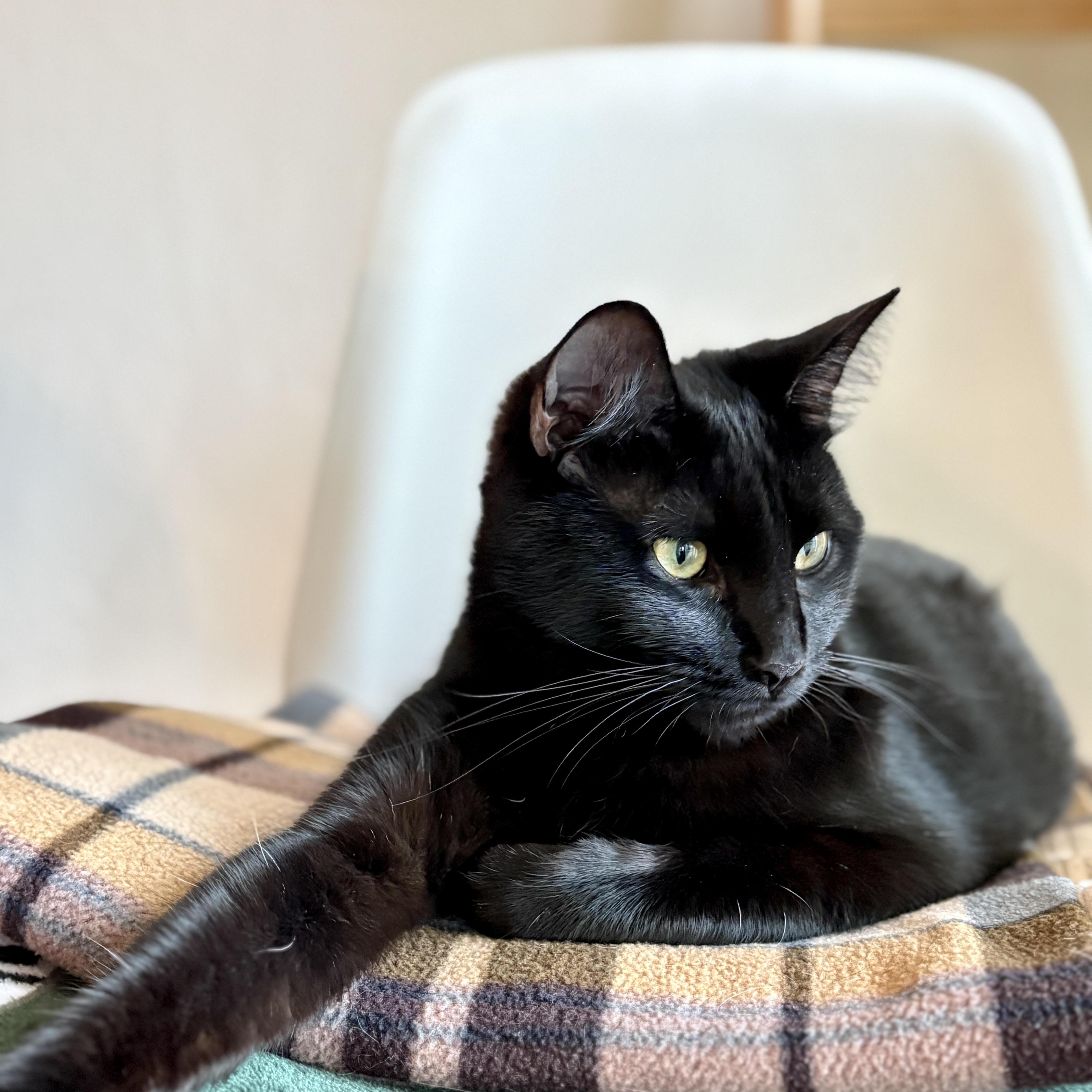 An adult medium-sized female Black Domestic Short Hair cat named Poppy [bonded With Sister for adoption in Benicia, CA
