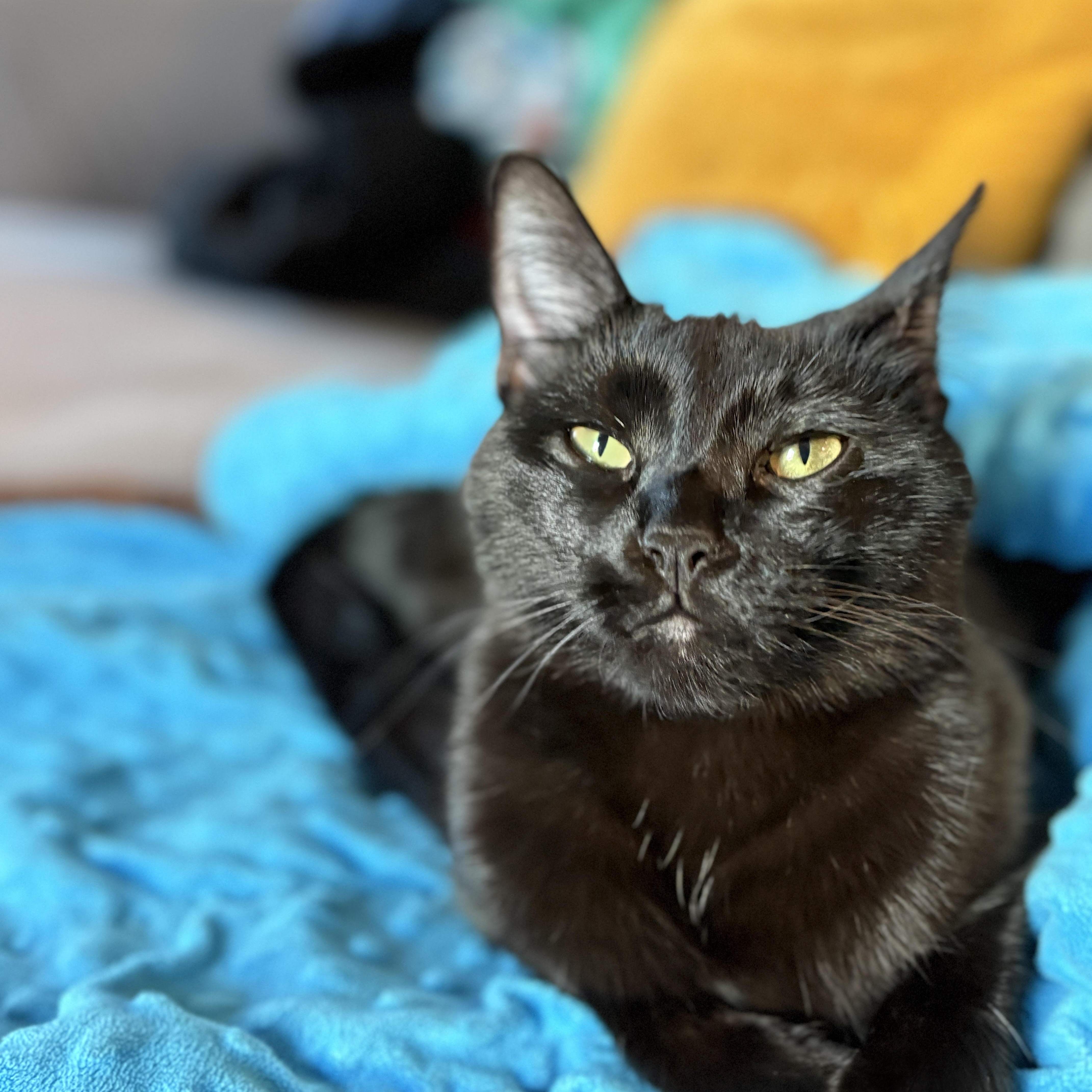 Poppy [bonded With Sister thumbnail 2