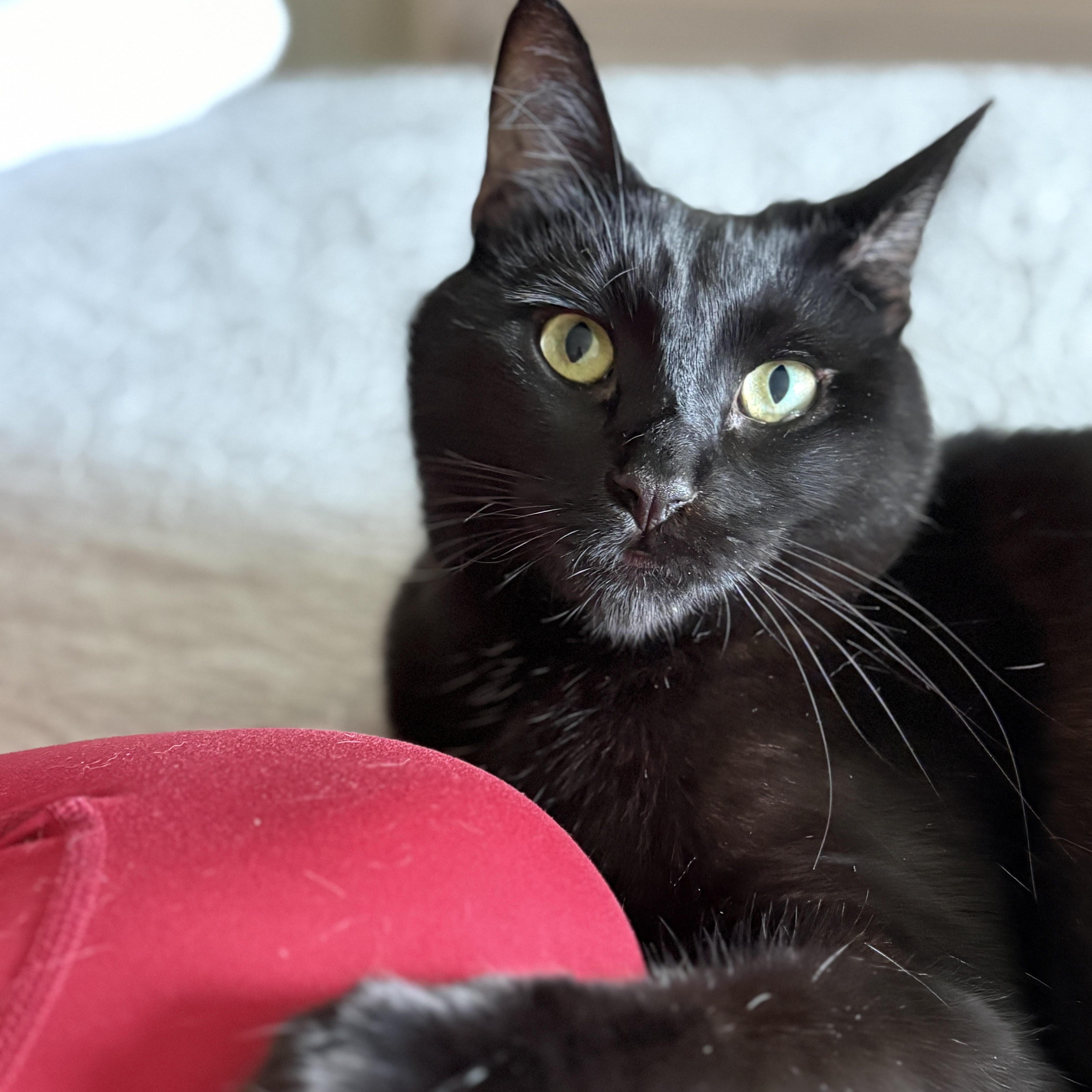 Poppy [bonded With Sister thumbnail 4