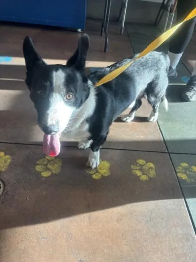 A young small-sized male Cardigan Welsh Corgi dog named Starsky for adoption in Van Nuys, CA
