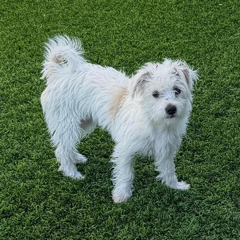 Dulcie