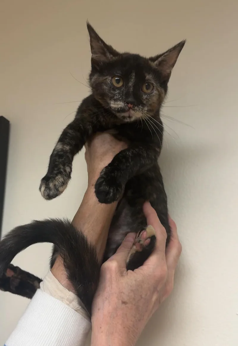 A baby medium-sized female Tortoiseshell Domestic Short Hair cat named Shadow for adoption in New york, NY