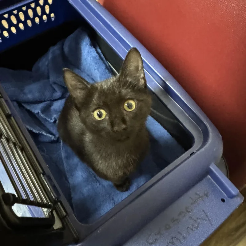 A baby medium-sized female Black Domestic Short Hair cat named Mamba for adoption in Valley Center, KS