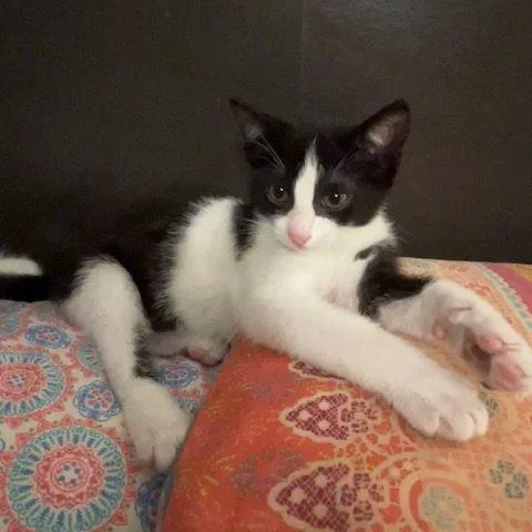 A baby medium-sized female Black & White / Tuxedo Domestic Short Hair cat named Bellamy for adoption in Lake Orion, MI