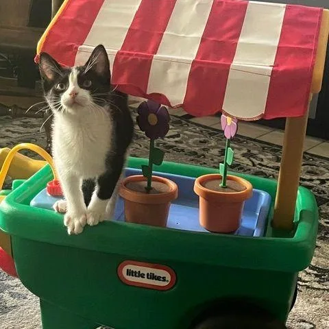 Bellamy thumbnail 5