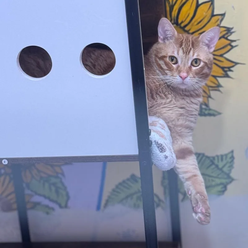 A young extra large-sized male Orange / Red Domestic Short Hair cat named Sumo for adoption in San Pablo, CA