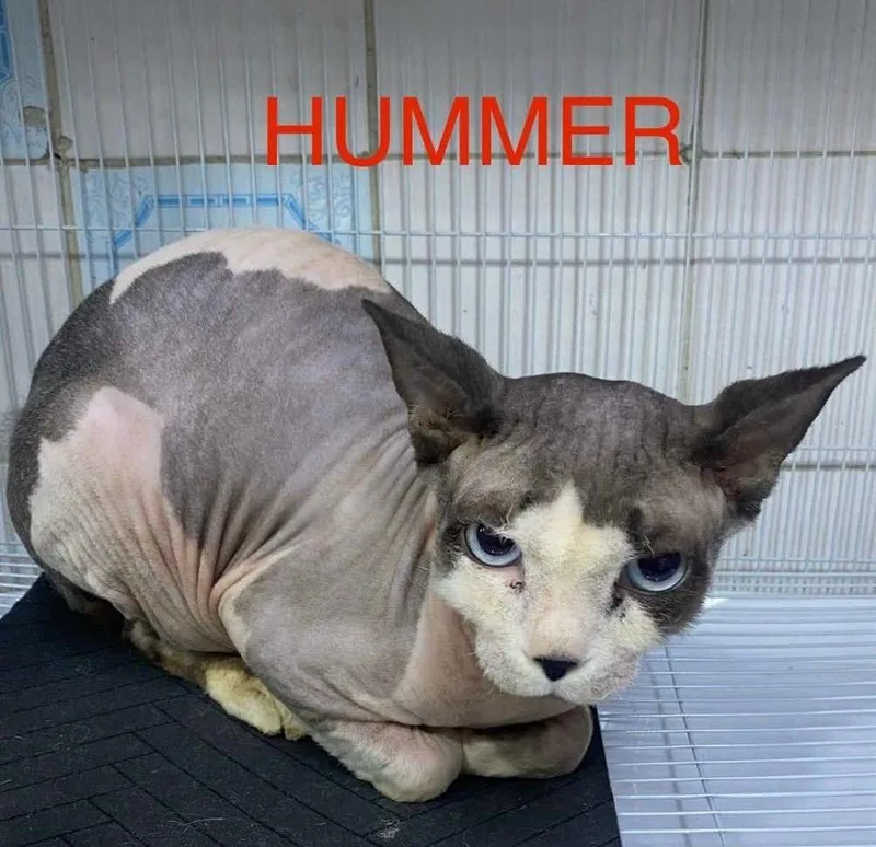 A baby large-sized male Sphynx / Hairless Cat cat named Hummer for adoption in San Jacinto, CA