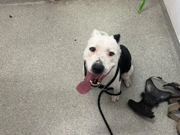 A young large-sized male Pit Bull Terrier dog named Angus for adoption in Loveland, CO