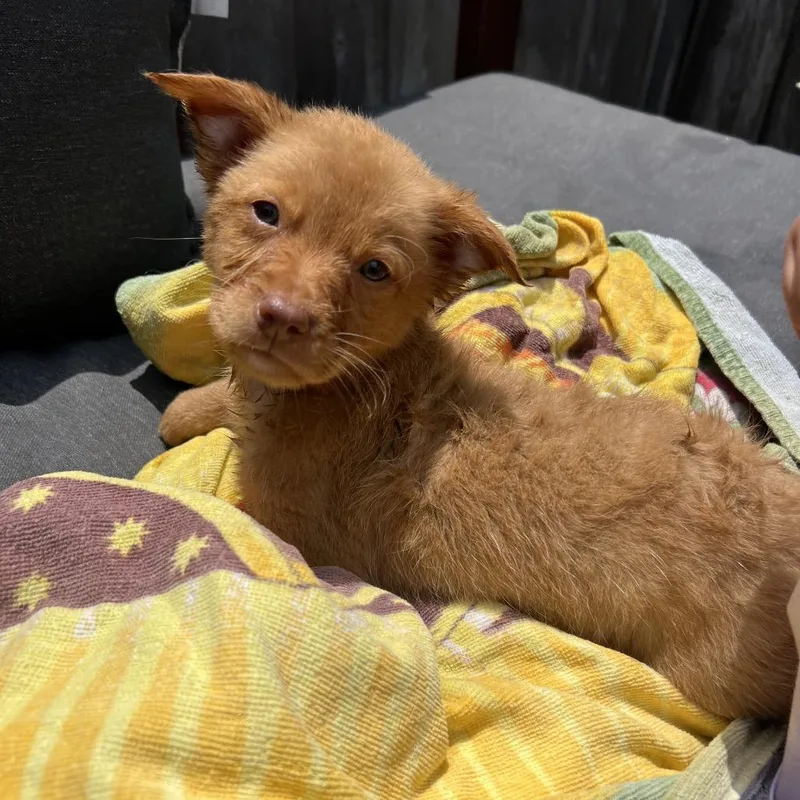 A baby small-sized female Yellow / Tan / Blond / Fawn Pomeranian dog named Clover for adoption in San Diego, CA
