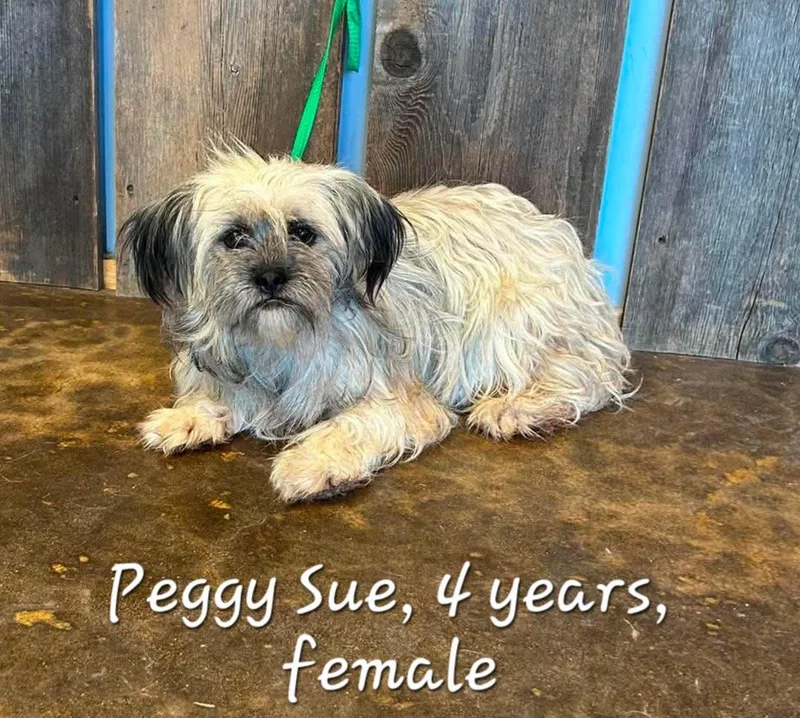 An adult small-sized female Terrier dog named Peggy Sue for adoption in Milwaukee, WI