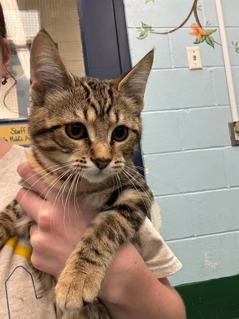A baby medium-sized female Domestic Short Hair cat named Tetra for adoption in Peoria, IL
