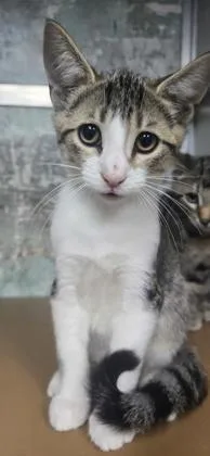 A baby small-sized male Domestic Short Hair cat named Alan for adoption in Paducah, KY