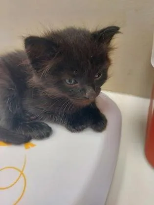 A baby small-sized male Domestic Short Hair cat named Void for adoption in Fishers, IN