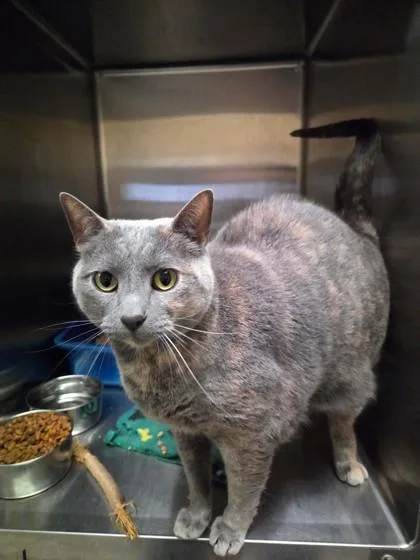 An adult medium-sized female Domestic Short Hair cat named Shadow for adoption in St. Anne, IL