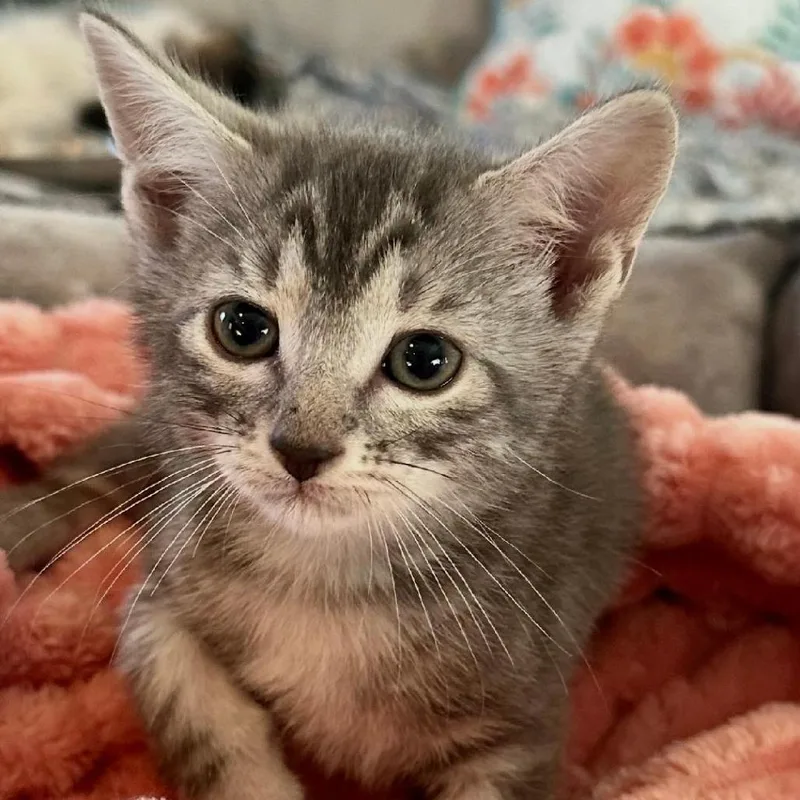 A baby small-sized female Gray / Blue / Silver Domestic Short Hair cat named Pisces for adoption in Ashland, VA
