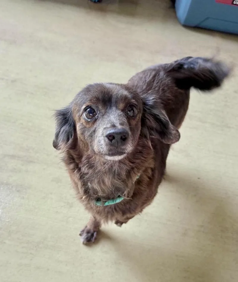 An adult small-sized female Brown / Chocolate Dachshund (Miniature Long Haired) dog named Sheyla for adoption in Mcallen, TX