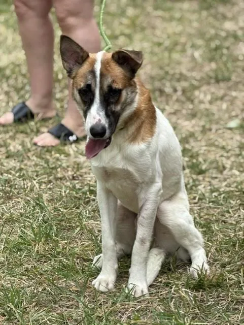 A young medium-sized male White / Cream Cattle Dog dog named Wade for adoption in Houston, TX