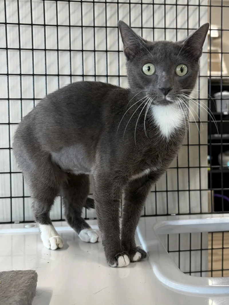 An adult small-sized female Gray & White Domestic Short Hair cat named Oaklie for adoption in Satellite Beach, FL