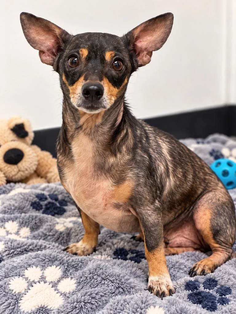 An adult medium-sized male Chihuahua dog named Logan for adoption in Seven Points, TX