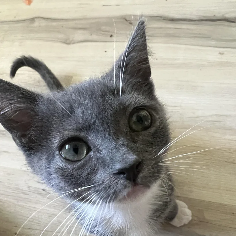 A baby medium-sized male Domestic Short Hair cat named Guava for adoption in Davis, CA
