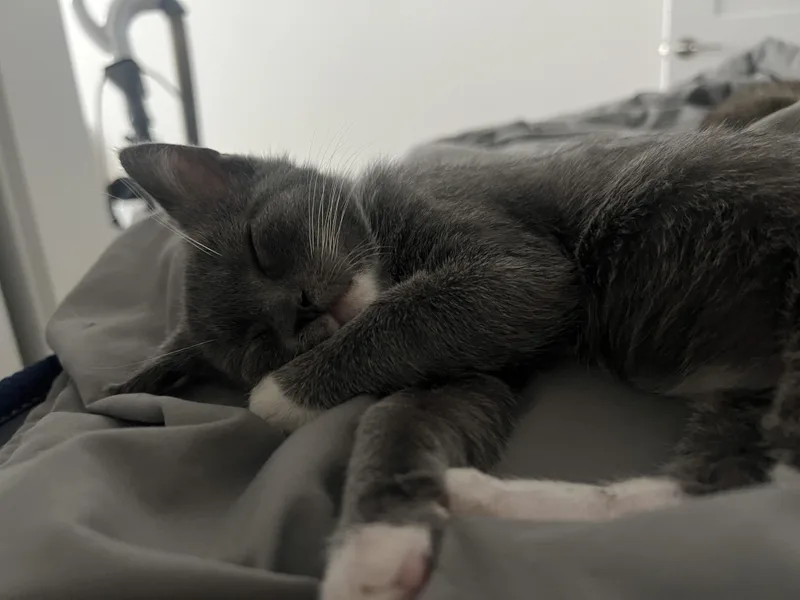 Guava thumbnail 2