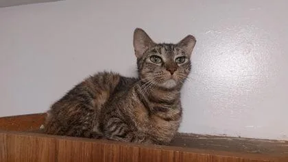 An adult small-sized female Domestic Short Hair cat named Lexy for adoption in Gainesville, FL